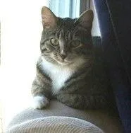 Scooby Doo C Bell thumbnail 2