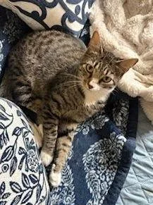 Scooby Doo C Bell thumbnail 3