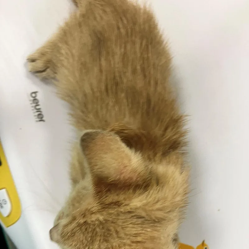 A baby small-sized male Orange / Red Domestic Short Hair cat named Linus for adoption in Las Cruces, NM