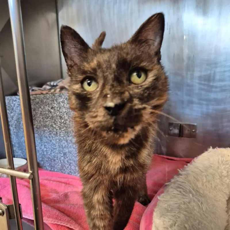 A senior medium-sized female Domestic Short Hair cat named Shortie for adoption in Birdsboro, PA