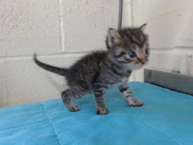 A baby small-sized male Domestic Short Hair cat named Matteo for adoption in Orlando, FL