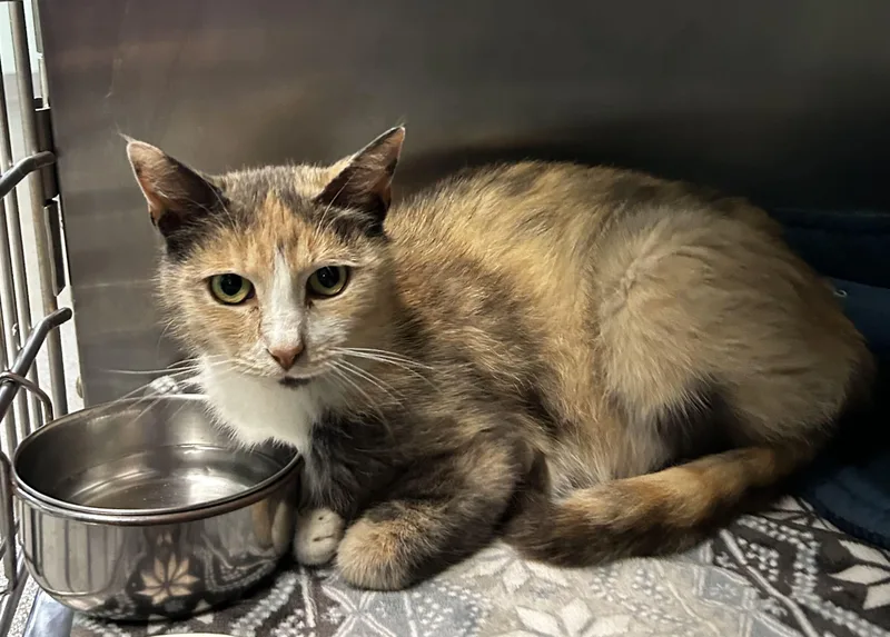 An adult small-sized female Domestic Short Hair cat named Viola for adoption in Spruce Pine, NC