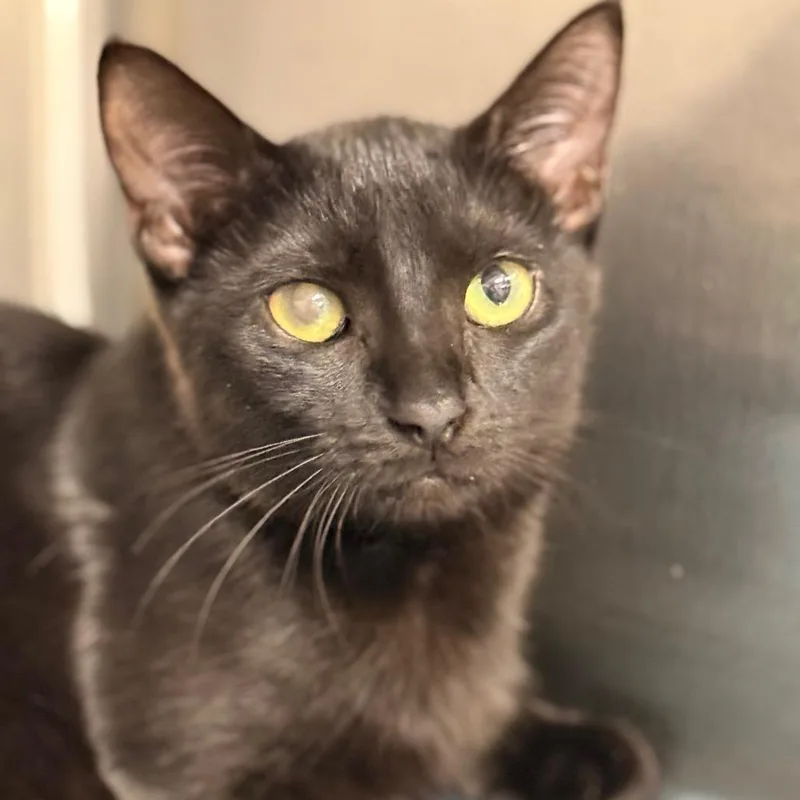 A young small-sized female Domestic Short Hair cat named Zinnia for adoption in Cumming, GA
