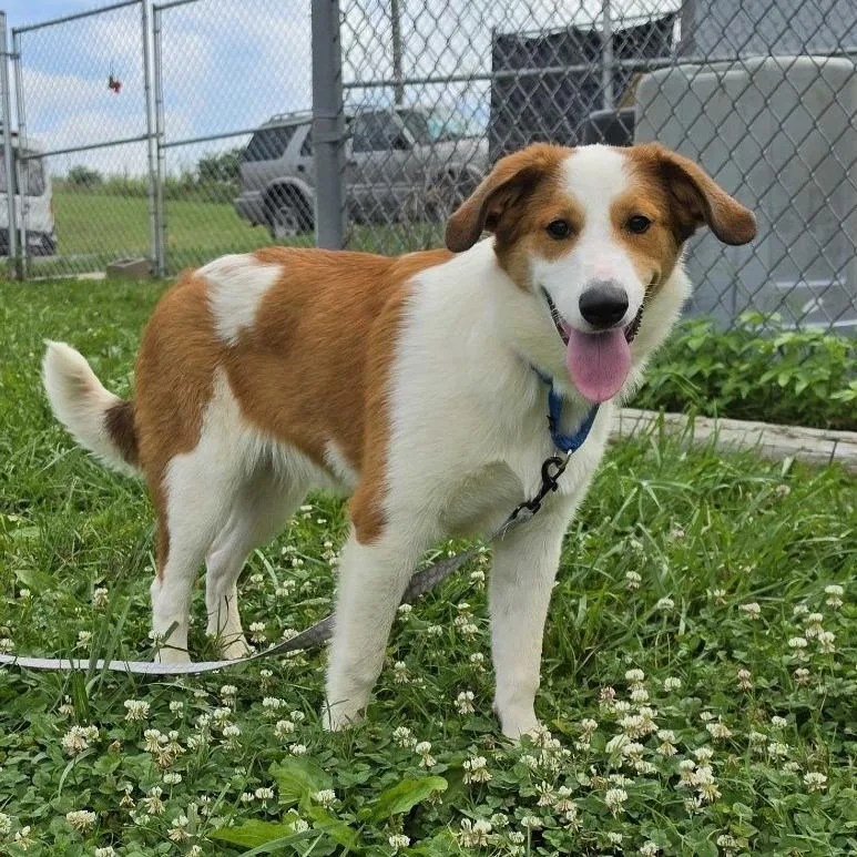 A young medium-sized female White / Cream Mixed Breed dog named Keesha for adoption in Jefferson city, TN