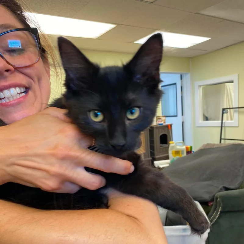 A baby medium-sized female Black Domestic Long Hair cat named Linny & Ollie for adoption in Royal Oak, MI