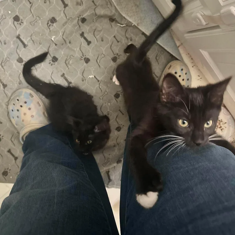 Linny & Ollie thumbnail 3