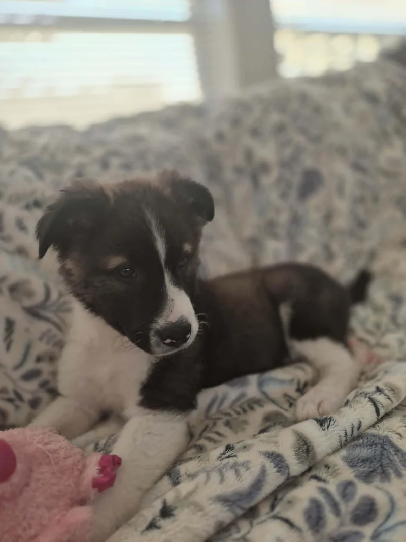 A baby medium-sized female Saint Bernard dog named Heidi for adoption in Media, PA