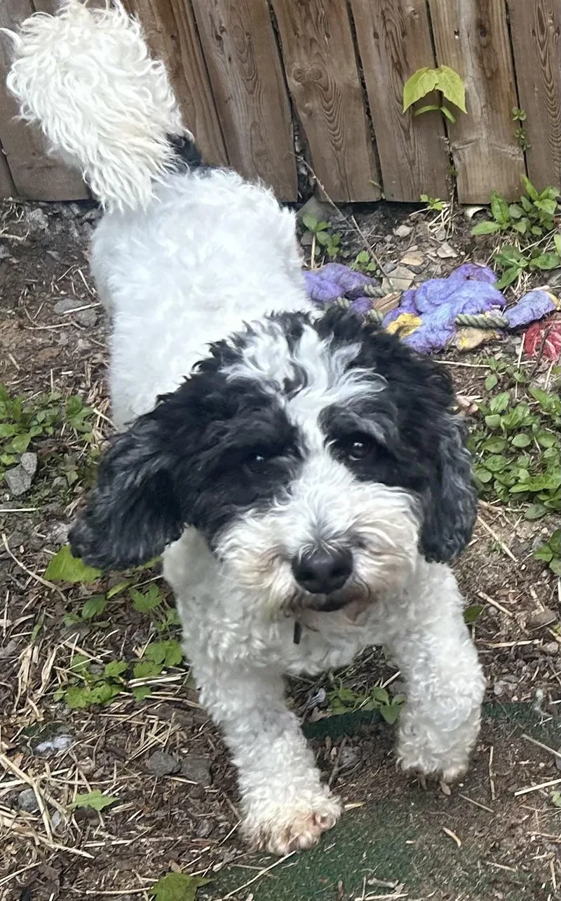 A young small-sized male White / Cream Bernadoodle dog named Shamrock for adoption in Oak Ridge, NJ