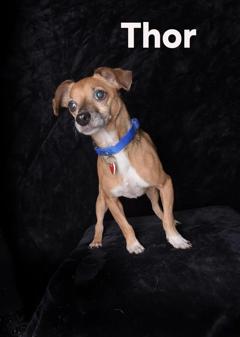 A senior small-sized male Yellow / Tan / Blond / Fawn Chihuahua dog named Thor for adoption in Van Nuys, CA