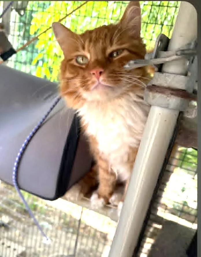 An adult medium-sized male Orange & White Domestic Medium Hair cat named Midas for adoption in Lewiston, ID