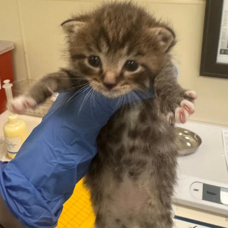 A baby small-sized male Brown / Chocolate Domestic Short Hair cat named Cinnamon for adoption in Lynchburg, VA
