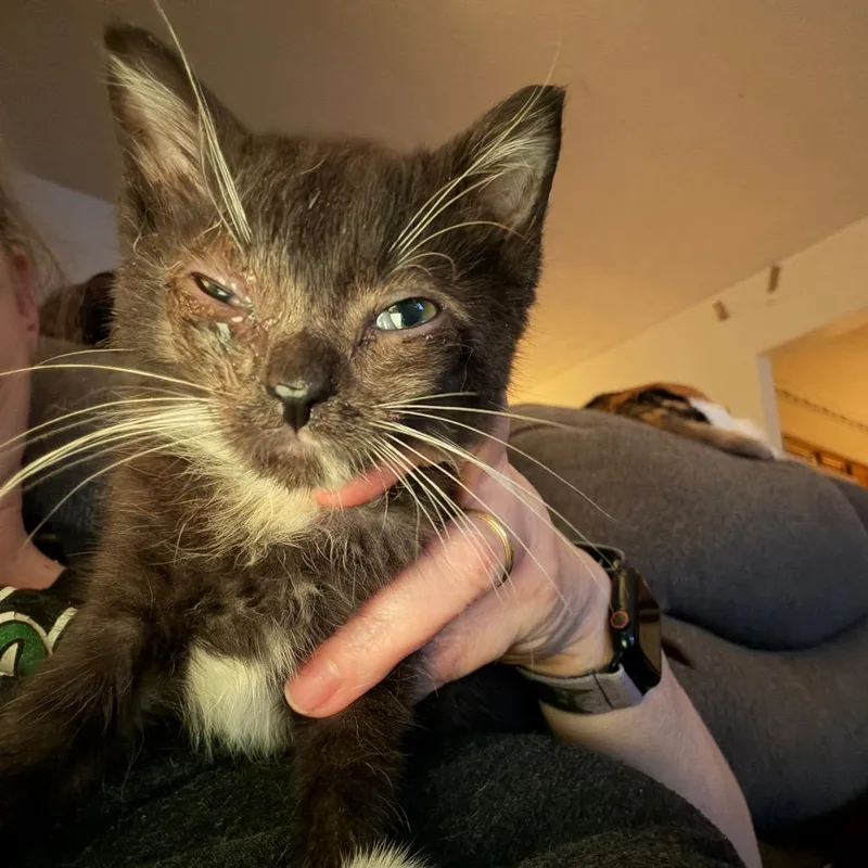 A baby small-sized female Black Domestic Medium Hair cat named Piglet Willingham for adoption in Woodstock, VA
