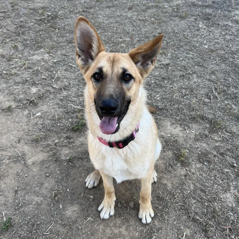 A young medium-sized female Yellow / Tan / Blond / Fawn German Shepherd Dog dog named Juliana for adoption in Ojai, CA