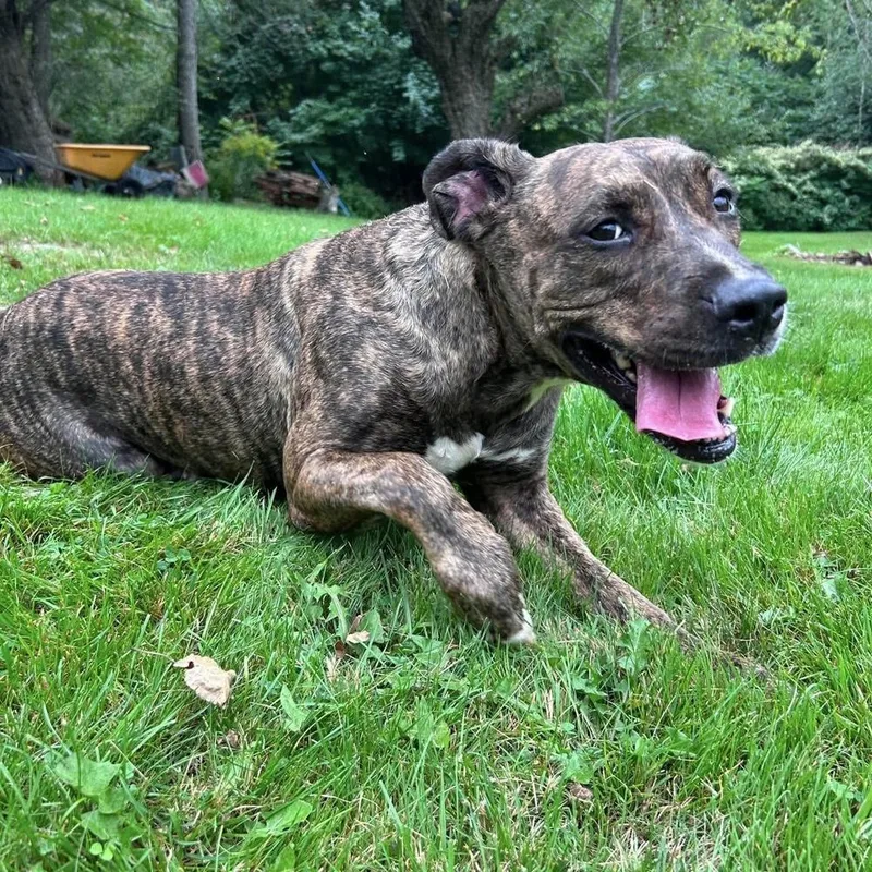 An adult large-sized female Pit Bull Terrier dog named Nora for adoption in Groveland, MA