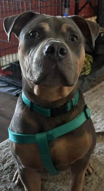 A baby large-sized male American Bulldog dog named Sully for adoption in Fort Myers, FL