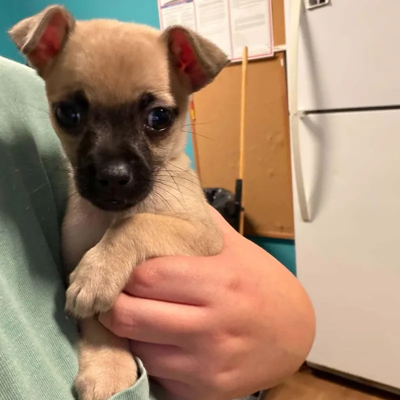 A baby small-sized female Yellow / Tan / Blond / Fawn Chihuahua dog named Patricia for adoption in LaGrange, GA