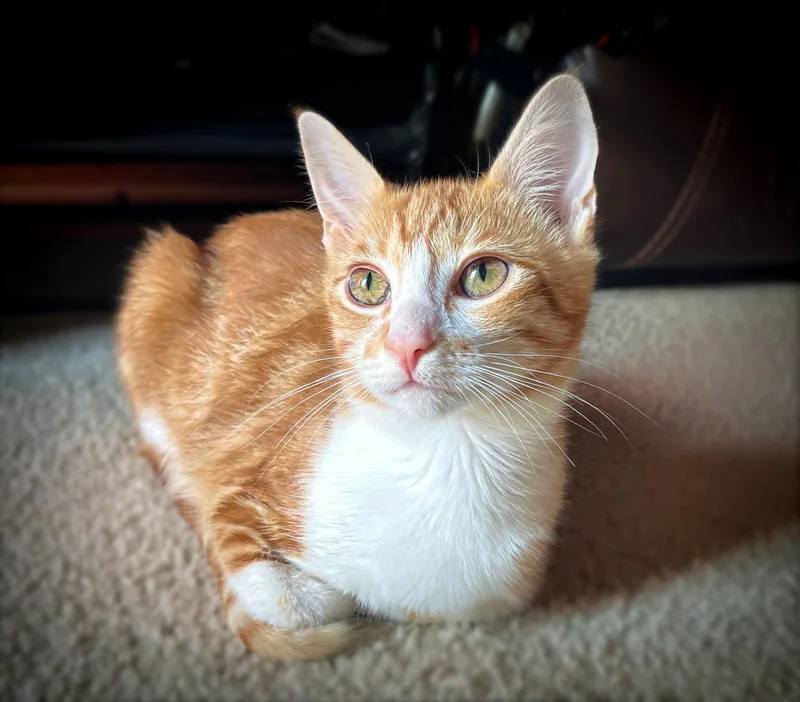 A baby medium-sized female White Domestic Short Hair cat named Sunny for adoption in Tuscaloosa, AL