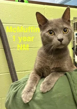 A young medium-sized male Gray / Blue / Silver Domestic Short Hair cat named McMuffin for adoption in Cicero, IL