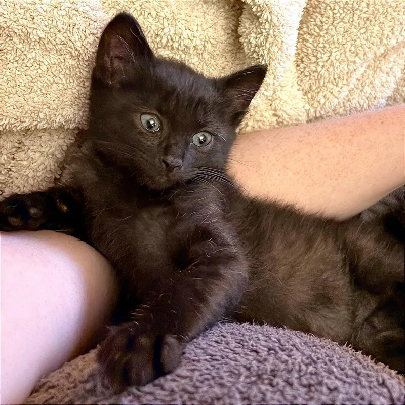 A baby small-sized male Black Domestic Short Hair cat named Zephyr for adoption in Wichita, KS