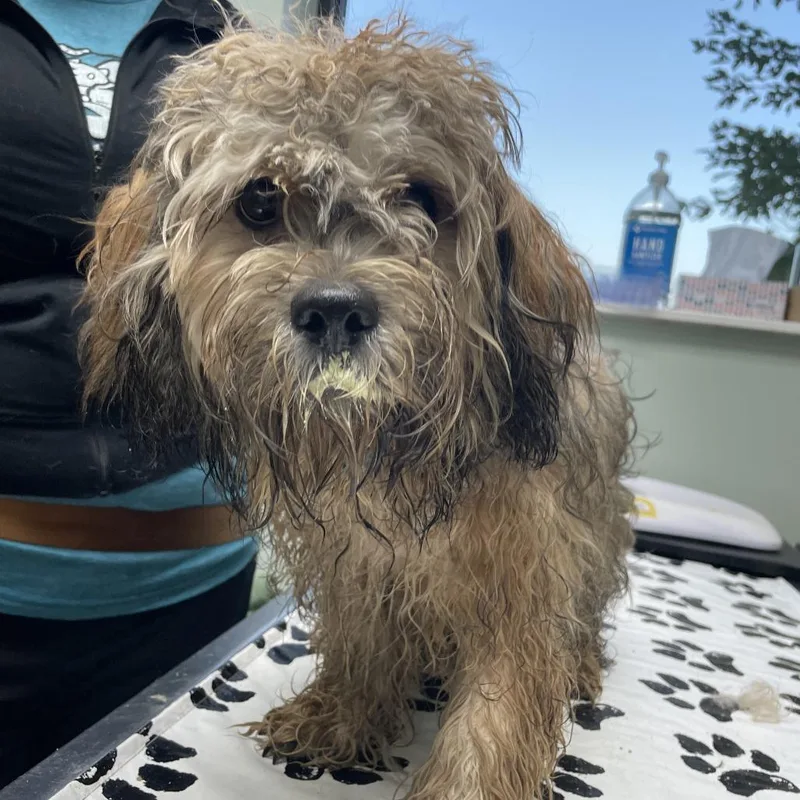 A young small-sized male Brown / Chocolate Mixed Breed dog named Fluffy for adoption in Skokie, IL