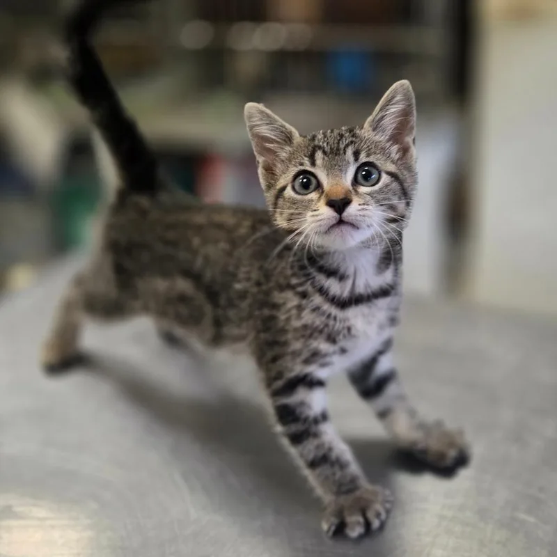 A baby small-sized female Brown / Chocolate Domestic Short Hair cat named Dance Mom for adoption in Houston, TX