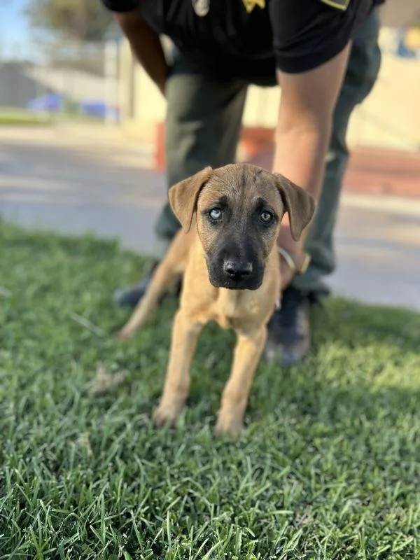 A baby large-sized female Shepherd dog named Snicker for adoption in Victorville, CA