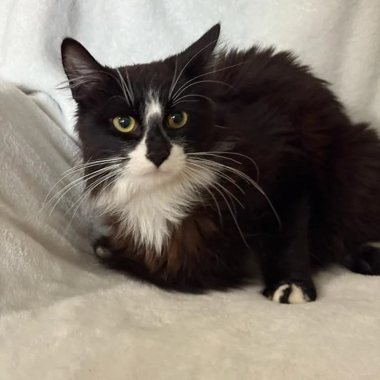 A young medium-sized male Black Domestic Long Hair cat named Victor for adoption in San Antonio, TX