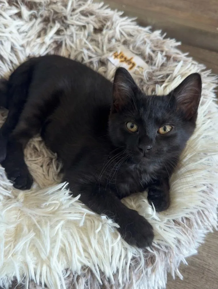 A baby medium-sized male Black Domestic Short Hair cat named Donovan for adoption in Mason City, IA