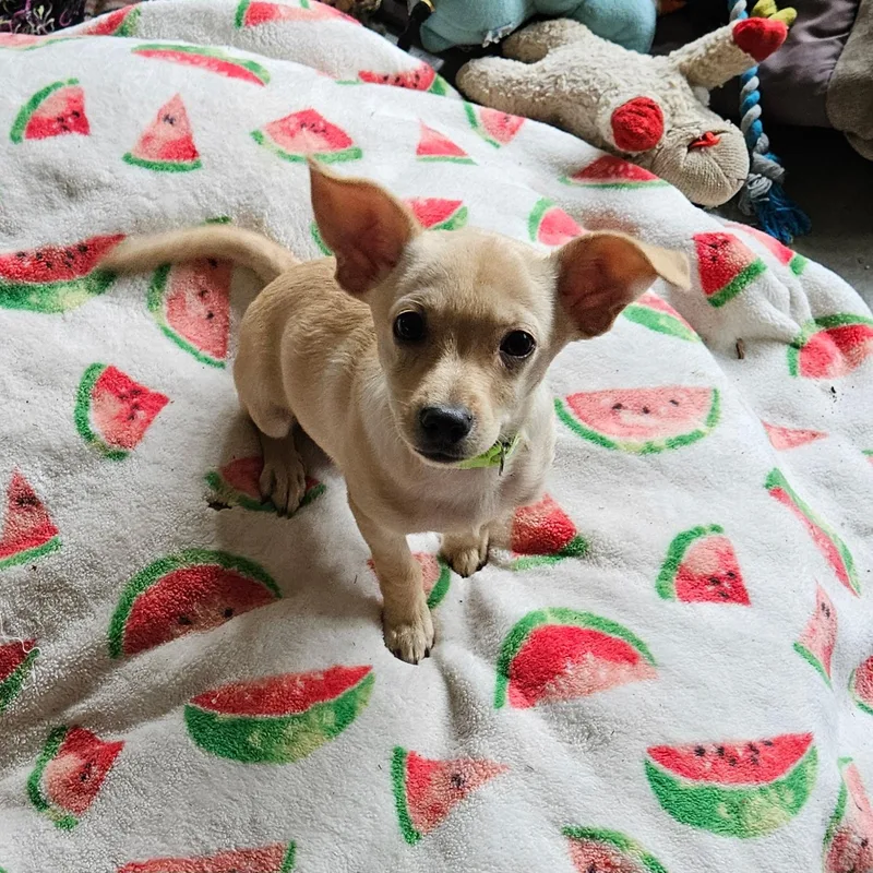 Daphne