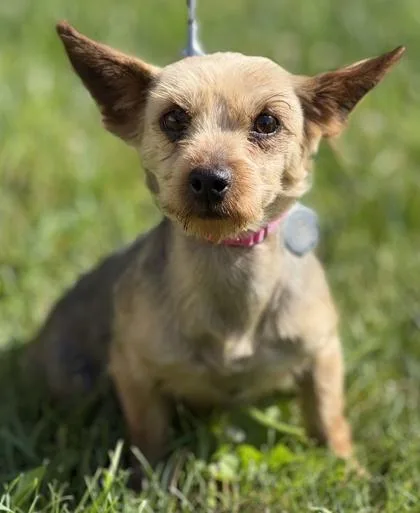 An adult small-sized female Yorkshire Terrier dog named Eleanor for adoption in Malvern, PA