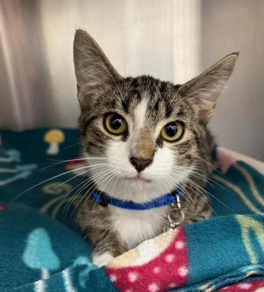 A young medium-sized male Domestic Short Hair cat named Lloyd for adoption in Neosho, MO
