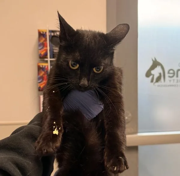 A young small-sized female Domestic Short Hair cat named Jolyne for adoption in Escondido, CA