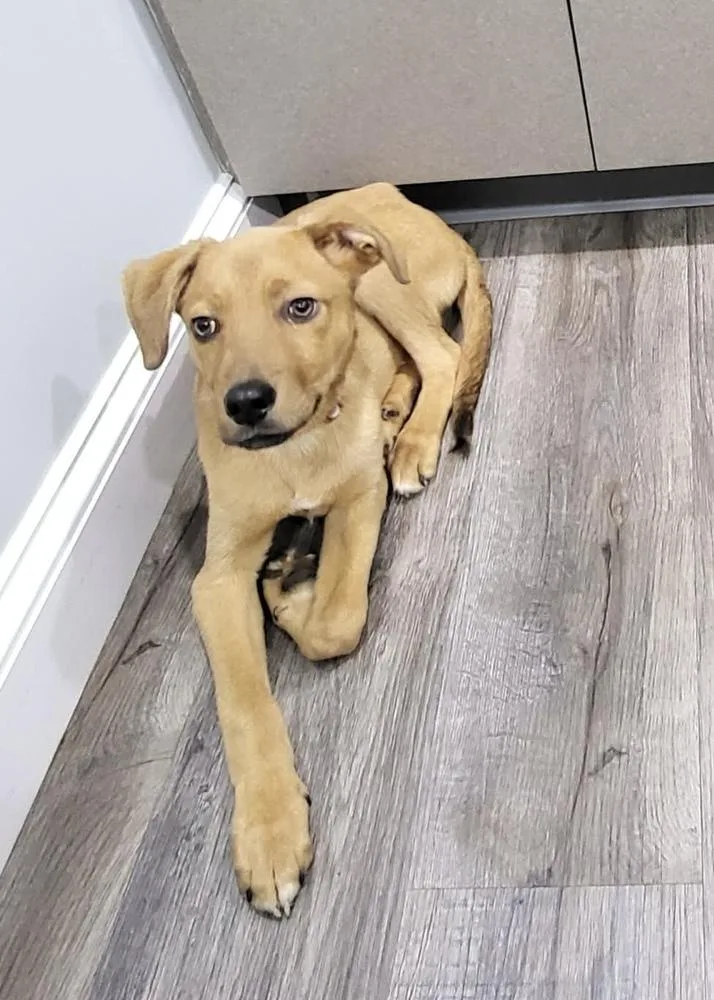 A baby medium-sized male Brown / Chocolate Collie dog named Wintermint for adoption in Pottstown, PA