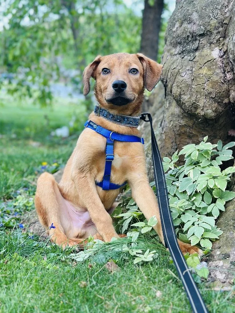 Wintermint thumbnail 2