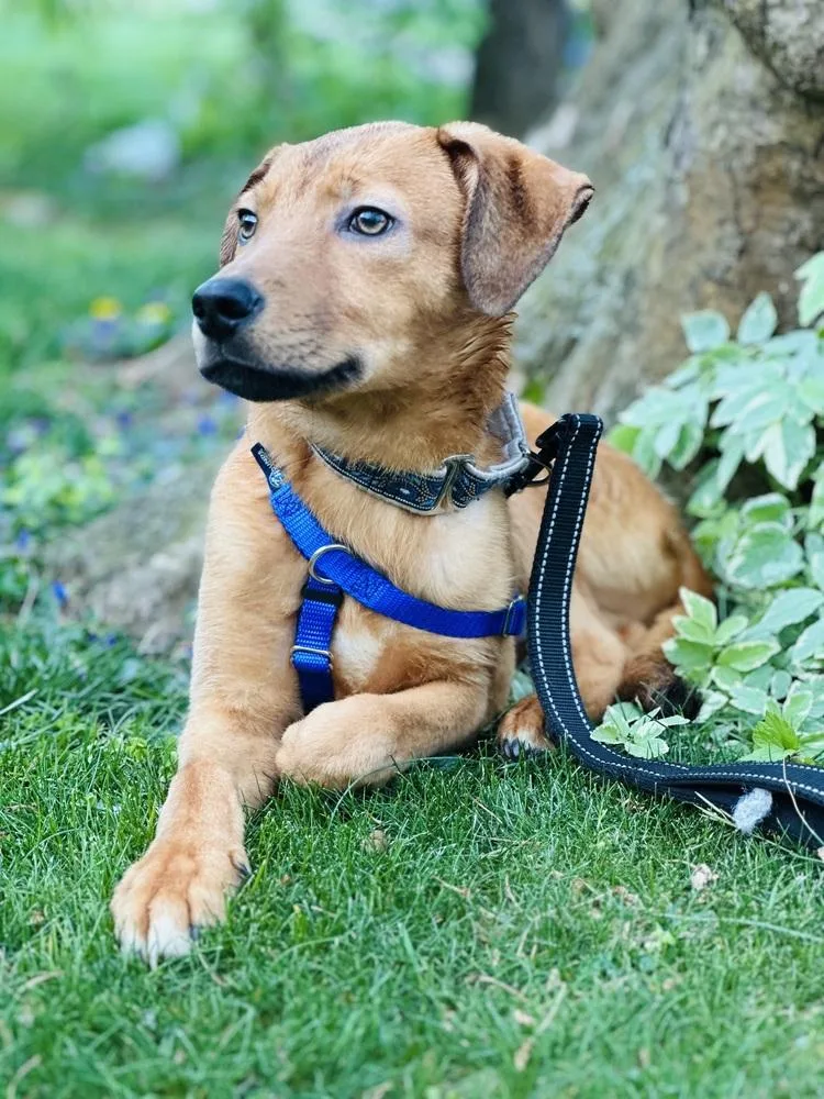 Wintermint thumbnail 3