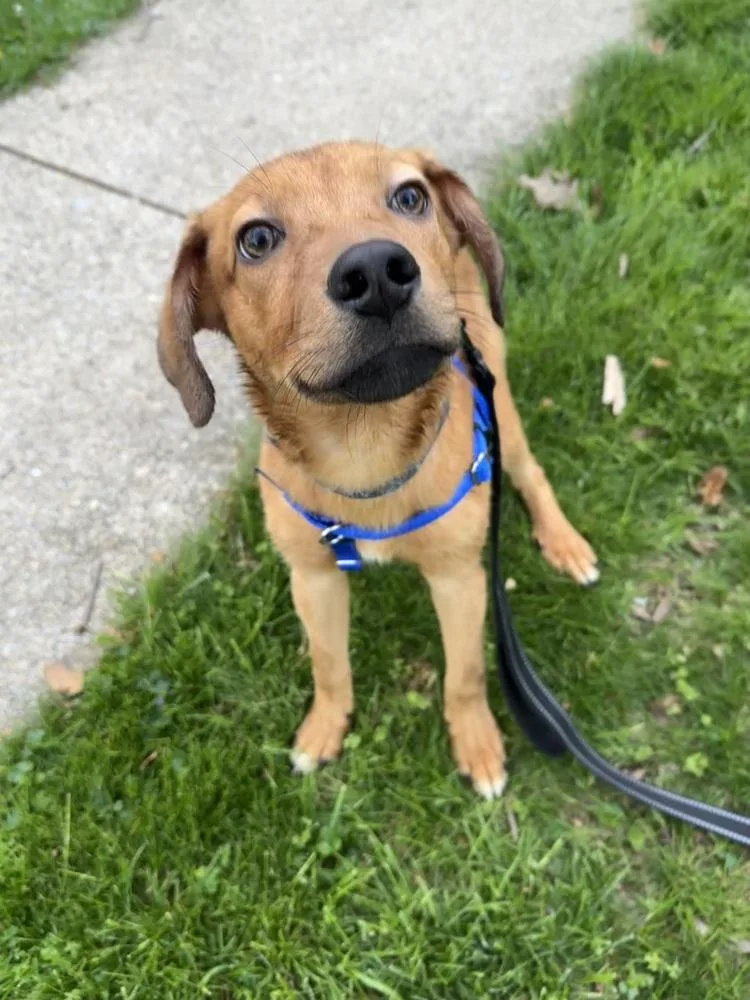 Wintermint thumbnail 4