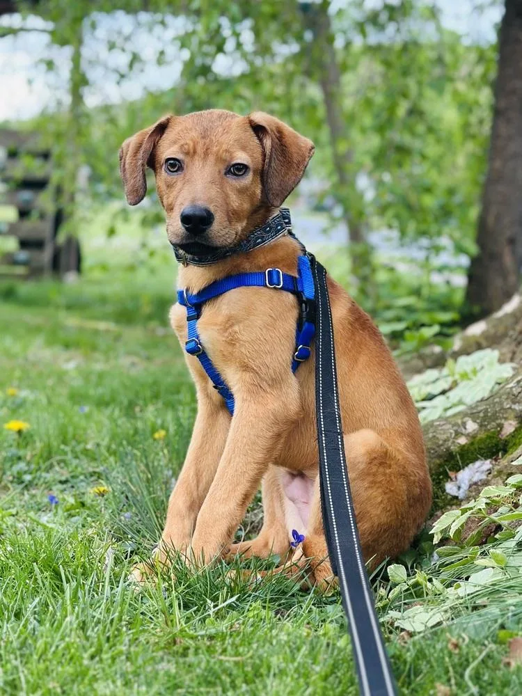 Wintermint thumbnail 5