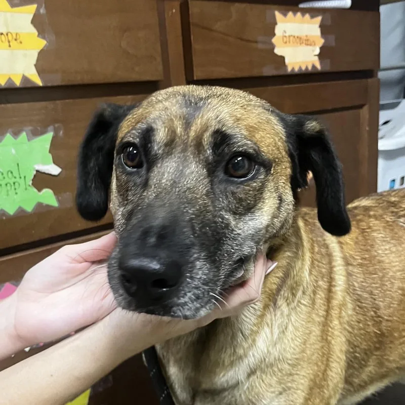 An adult medium-sized female Mixed Breed dog named Marge for adoption in Summerville, SC