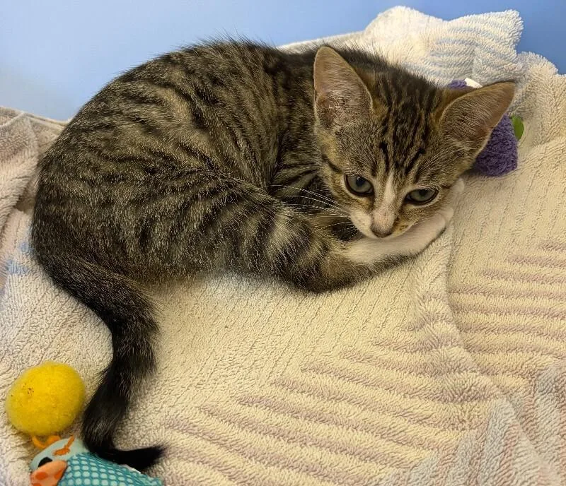 A young medium-sized female Tabby (Brown / Chocolate) Domestic Short Hair cat named Rikki for adoption in Marietta, GA