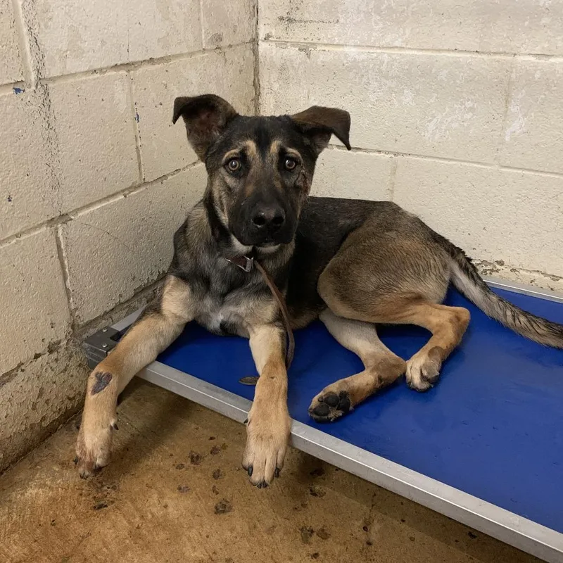 An adult large-sized male Brown / Chocolate Shepherd dog named Aro for adoption in Edinburg, TX