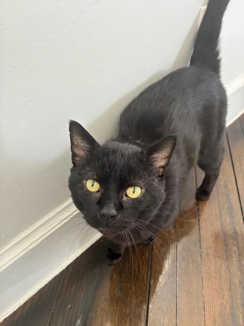 A young medium-sized male Domestic Short Hair cat named Fonzie for adoption in Melrose, MA