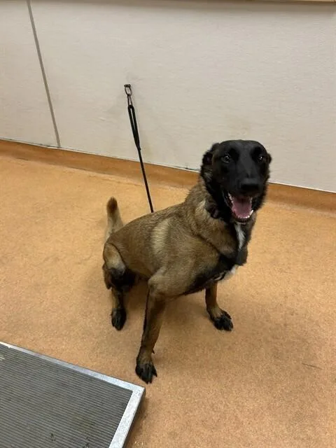 A young large-sized male Tricolor (Brown, Black, & White) Belgian Shepherd / Malinois dog named Theo located in California for adoption in Imlay City, MI