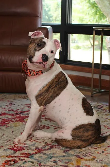 Ranch Dressing thumbnail 2