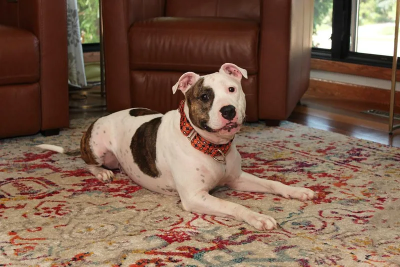 Ranch Dressing thumbnail 3