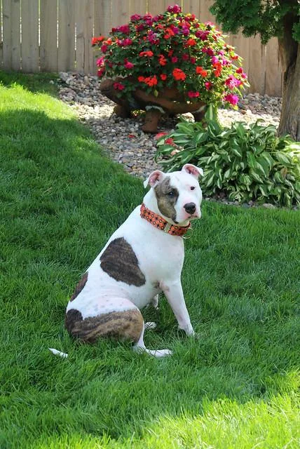 Ranch Dressing thumbnail 4