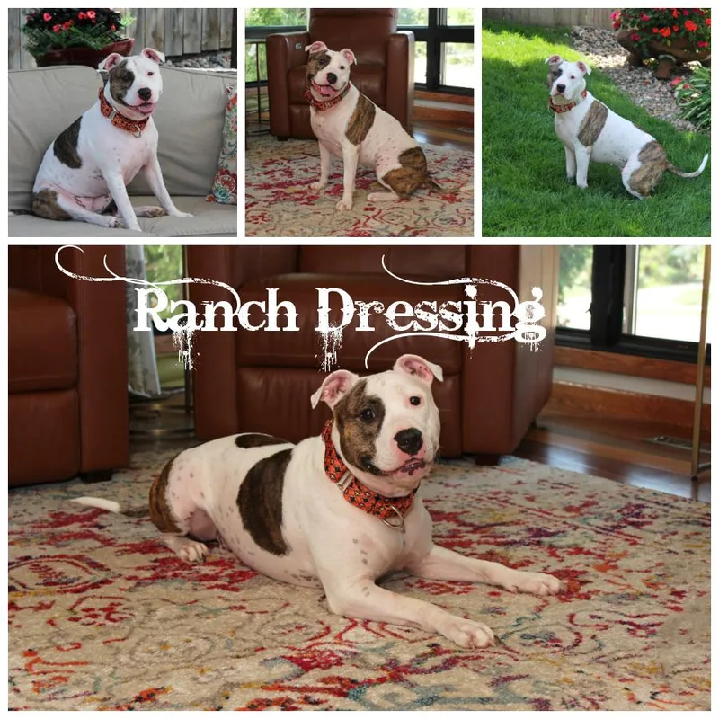 Ranch Dressing thumbnail 5