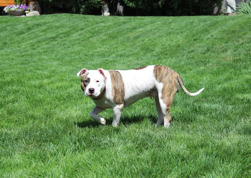 Ranch Dressing thumbnail 6