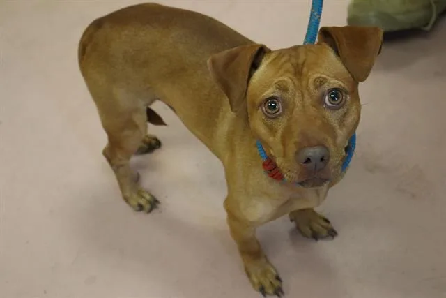 An adult small-sized male Mixed Breed dog named Firefly for adoption in Columbia, SC