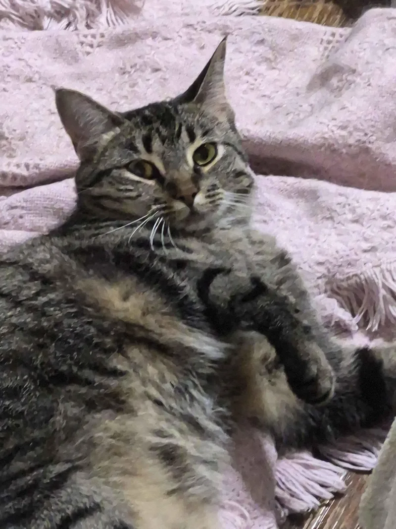 A young medium-sized female Tabby (Brown / Chocolate) Domestic Short Hair cat named Billie for adoption in Richmond, KY