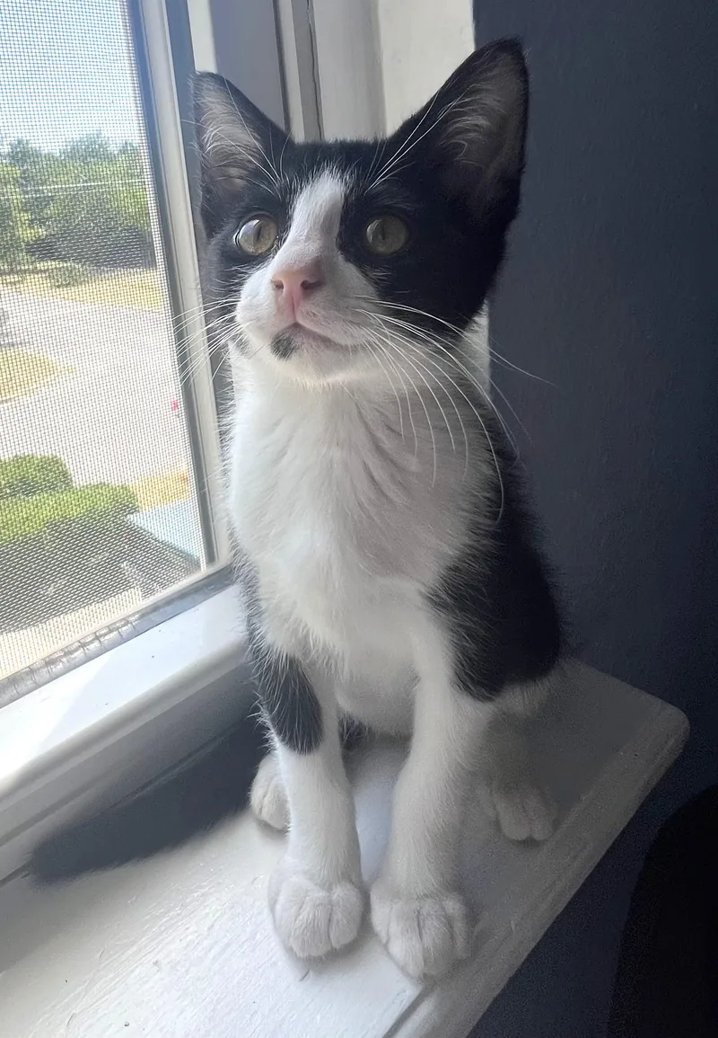 A baby medium-sized male Black & White / Tuxedo Tuxedo cat named Spangle for adoption in Bentonville, AR